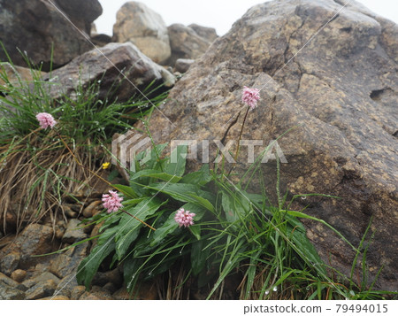 Mt. Hayachine's Nambutranoo Mt. Hayachine's Nambutranoo 79494015