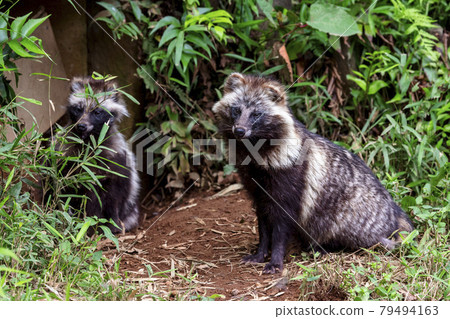 多摩動物園日本貉 79494163
