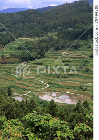 Yoshinobu rice terraces viewed from Oishi Observatory (Motoyama Town, Kochi Prefecture) Yoshinobu rice terraces viewed from Oishi Observatory (Motoyama Town, Kochi Prefecture) 79494289