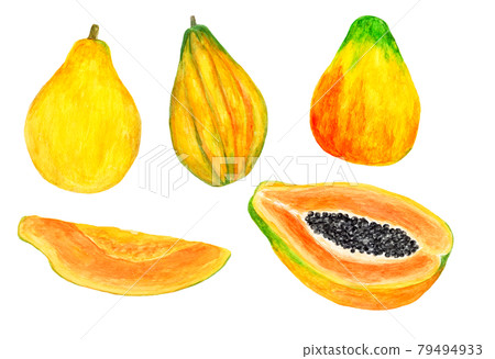 木瓜水彩插畫素材匯總 79494933