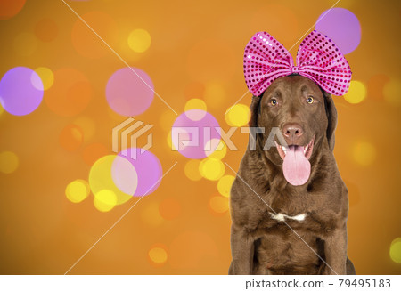 Portrait of a Chesapeake Bay Retriever dog with a large Christmas bow on an elegant background in the Studio. 79495183