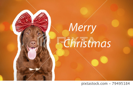 Portrait of a Chesapeake Bay Retriever dog with a large Christmas bow on an elegant background in the Studio. 79495184