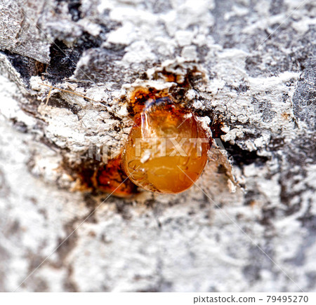 Healing brown resin on a tree, close-up. Natural medicine 79495270