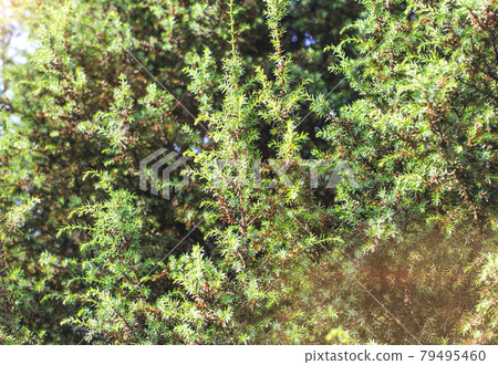 Beautiful green ornamental juniper tree in the sunlight, background 79495460