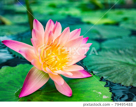 睡蓮 79495488