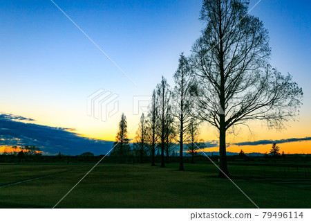 Evening view of Omiya Kenpo Grand in Saitama Prefecture and rows of metasequoia trees Evening view of Omiya Kenpo Grand in Saitama Prefecture and rows of metasequoia trees 79496114