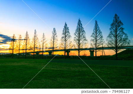 Evening view of Omiya Kenpo Grand in Saitama Prefecture and rows of metasequoia trees Evening view of Omiya Kenpo Grand in Saitama Prefecture and rows of metasequoia trees 79496127