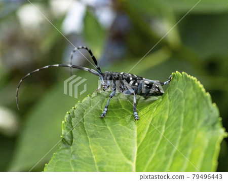 葉子上的白斑長角甲蟲 79496443