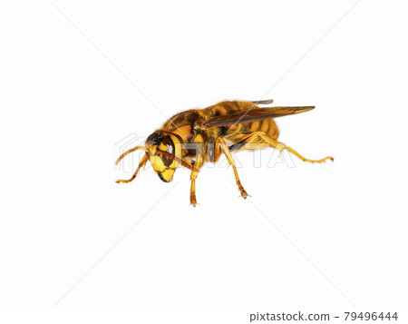 White background Vespa simillima 79496444