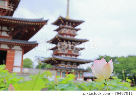 Lotus flower blooming at World Heritage Yakushiji Temple after the restoration of the east tower 79497011