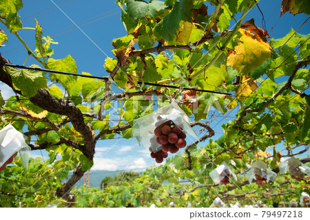 （山梨縣）開始上色的葡萄（Gorby） 79497218