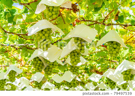 (Yamanashi) Vineyard grapes Shine Muscat 79497539