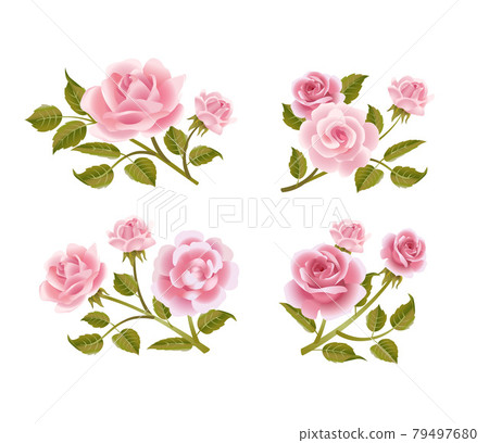 Vector rose buttonholes Vector rose buttonholes 79497680