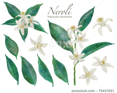 橙花的水彩插圖 79497691