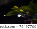 New leaves of cherry blossoms ➀ 79497700