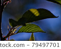 New leaves of cherry blossoms ② 79497701