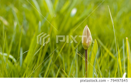 Tulip flower bud. 79497845