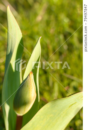 Tulip flower bud. Tulip flower bud. 79497847