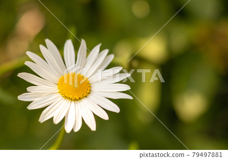 White Daisy flower. White Daisy flower. 79497881