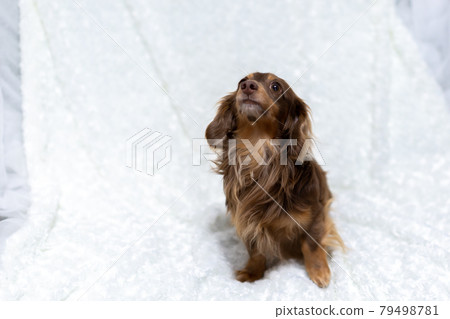 Adult Kaninchen Dachshund Adult Kaninchen Dachshund 79498781