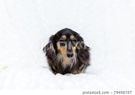 Adult Kaninchen Dachshund Adult Kaninchen Dachshund 79498787
