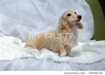 Adult Kaninchen Dachshund 79498788