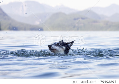 Small Dog, Toy Fox Terrier, swimming in the water. 79498891