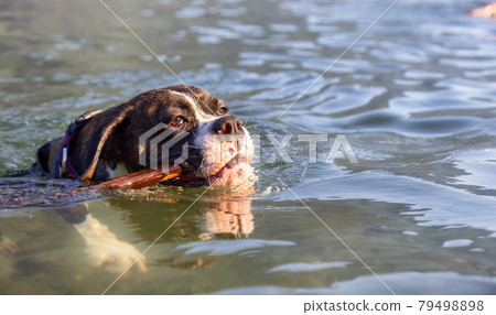 Playful and Funny Boxer Dog swimming in the water 79498898