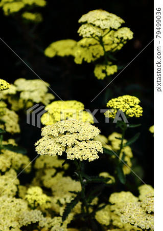 Yarrow (Achillea) -Hamanako Garden Park 79499036