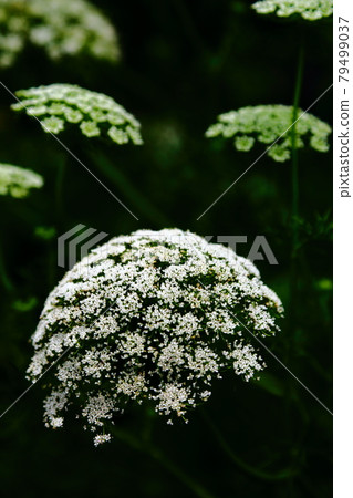 White lace flower-Hamanako Garden Park 79499037