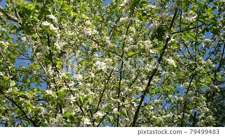 Malus sieboldii flowers blooming on the Yatsugatake plateau 79499483