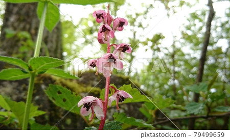 Pyrola asarifolia blooming wet with rain dew 79499659