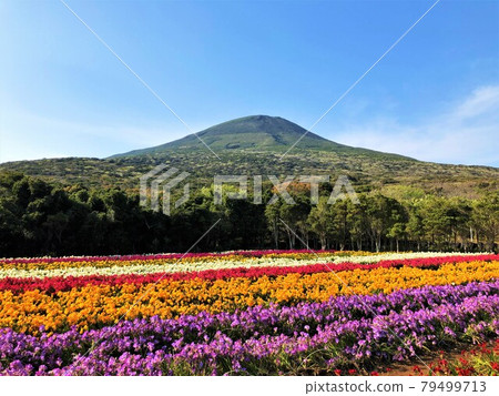 Hachijo Fuji and colorful freesia flower fields 79499713