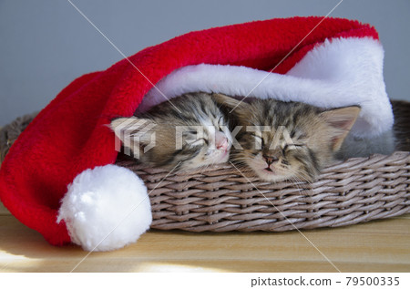 A couple of pets sleep under a Christmas hat. Kittens for Christmas and New Year. A couple of pets sleep under a Christmas hat. Kittens for Christmas and New Year. 79500335