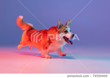 Fast corgi clearance