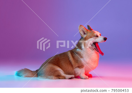 Portrait of cute beautiful corgi dog posing isolated on purple background in pink neon light. Side view Portrait of cute beautiful corgi dog posing isolated on purple background in pink neon light. Side view 79500453