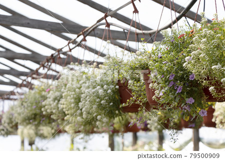 Flowers in greenhouses with a drip irrigation system. Selective focus. Flowers in greenhouses with a drip irrigation system. Selective focus. 79500909