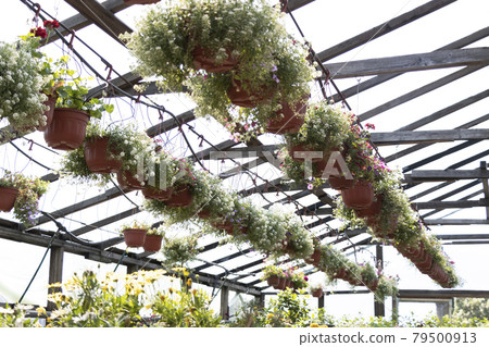 Flowers in greenhouses with a drip irrigation system. Selective focus. Flowers in greenhouses with a drip irrigation system. Selective focus. 79500913