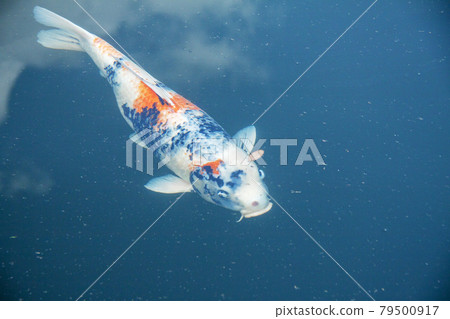 彩色鯉魚 彩色鯉魚 79500917