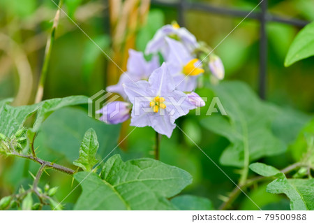 華納索比 華納索比 79500988