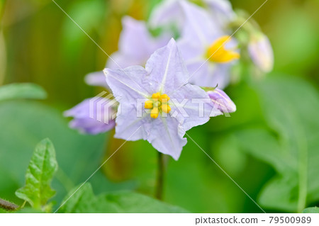 華納索比 79500989