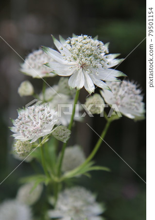 White aslancia flowers 79501154