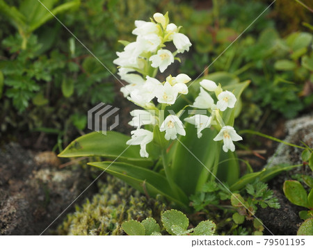 秋田駒岳的小野蘭 秋田駒岳的小野蘭 79501195