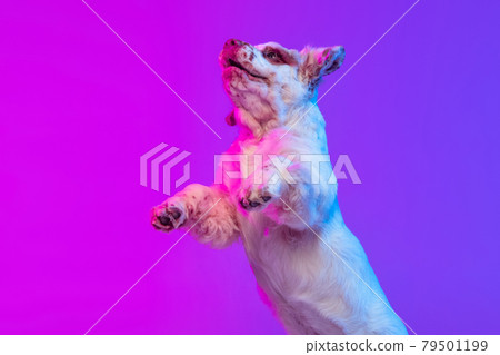 One dog white Clumber jumping isolated over gradient pink blue studio background in neon light filter. Concept of motion, action, pets love, animal life. 79501199