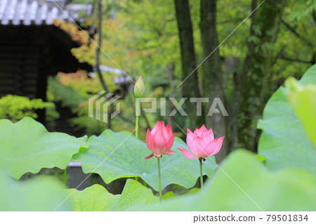Toshodaiji lotus flowers in the grounds 79501834