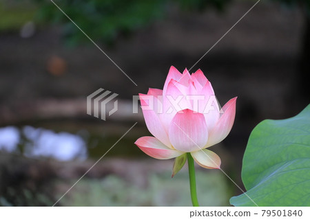 Toshodaiji lotus flowers in the grounds 79501840