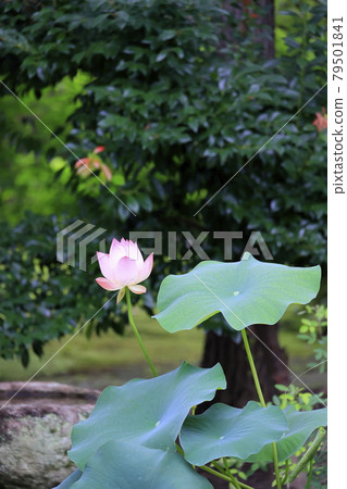 Toshodaiji lotus flowers in the grounds 79501841