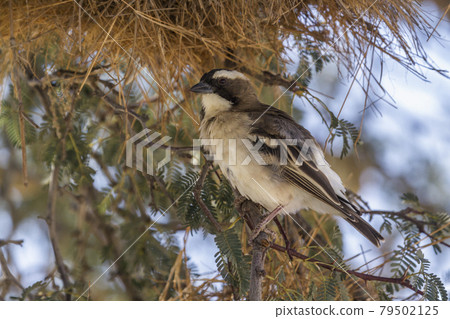 White browed Sparrow Weaver in Kgalagadi transfrontier park, South Africa 79502125