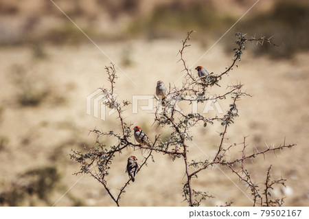 Red headed Finch in Kgalagadi transfrontier park, South Africa Red headed Finch in Kgalagadi transfrontier park, South Africa 79502167