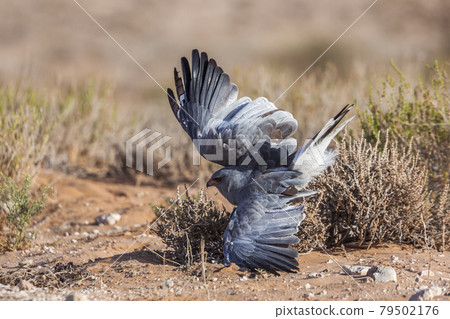 Pale Chanting-Goshawk in Kgalagadi transfrontier park, South Africa 79502176